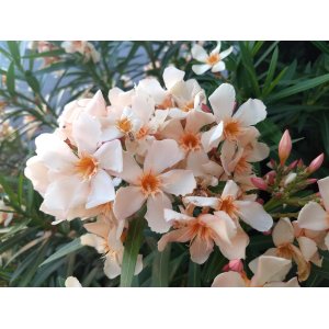 Oleander obyčajný (Nerium oleander) ´ATTILIO RAGIONIERI´- LOSOSOVÝ - výška 50-70 cm, kont. C3L (-10/-12°C)